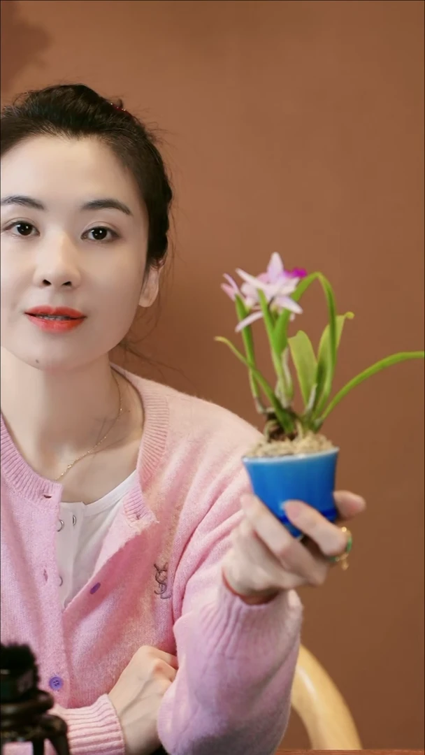 【闪购商品】盆景紫水晶