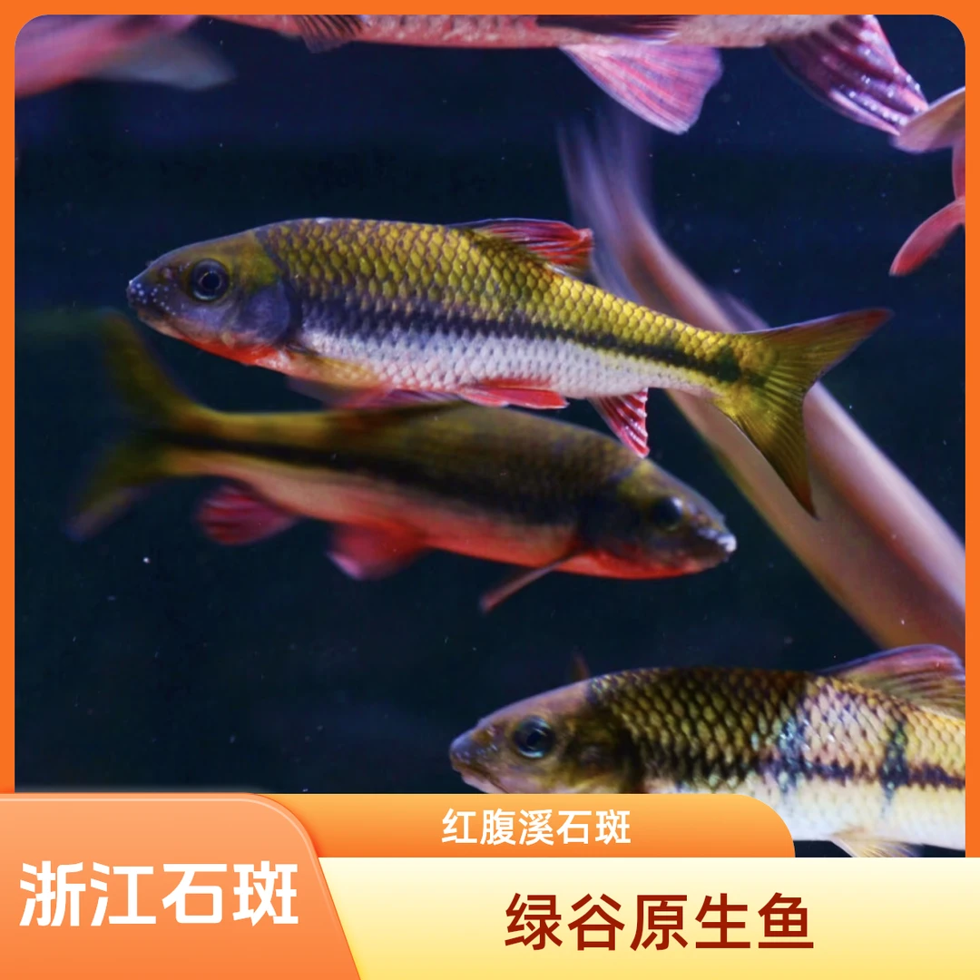 浙江红腹溪石斑原生冷水溪流原生鱼