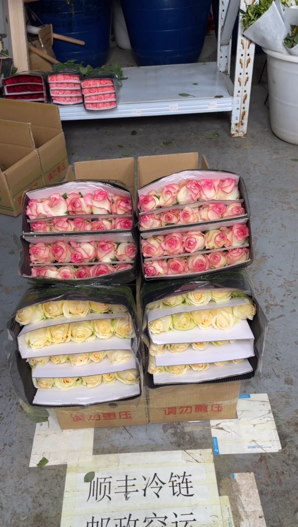 香槟20枝+艾沙20枝