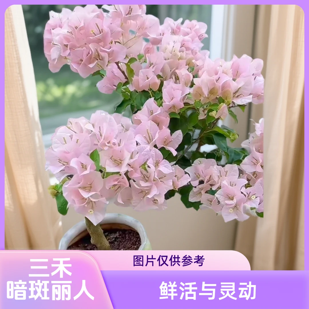 【三禾】0.5原生暗斑丽人盆苗三角梅