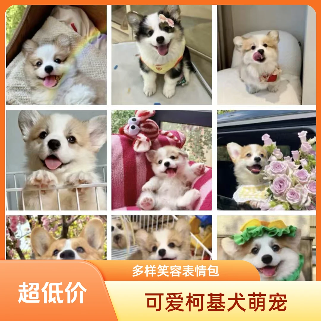 【大林家的小狗】宠物狗狗