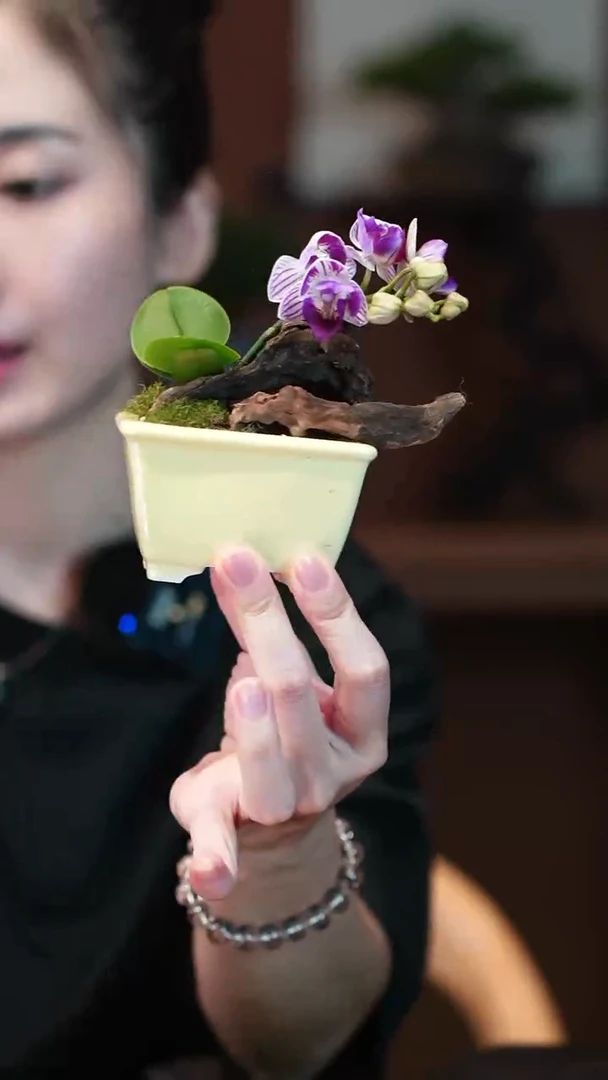 无花朵蝴蝶兰盆景盆景盆景