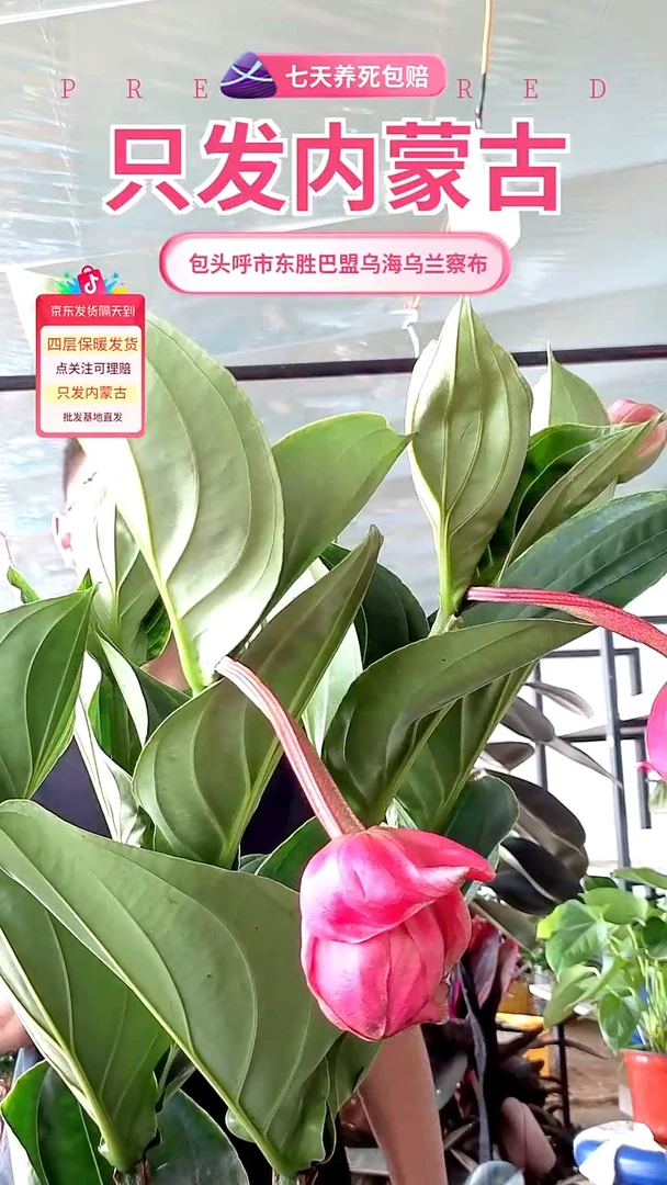 完全开放大颗宝莲灯