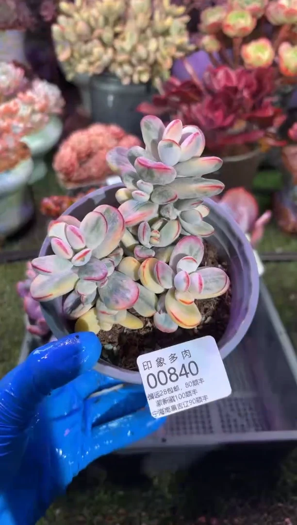 【闪购商品】00840