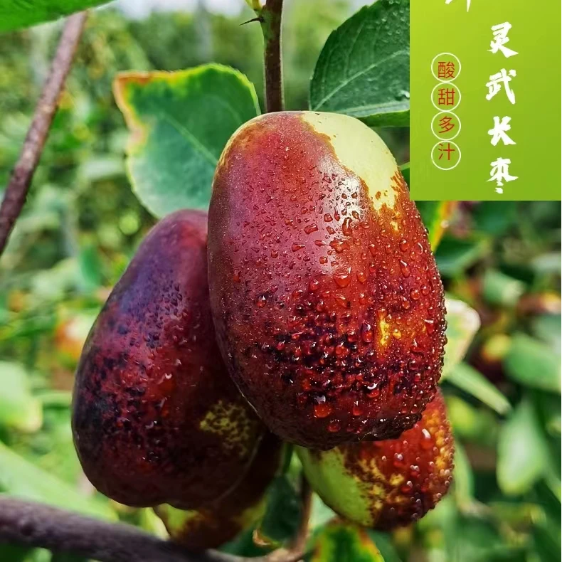 【顺丰包邮】宁夏灵武鲜长红枣脆甜皮薄香甜优质精选甘甜红枣
