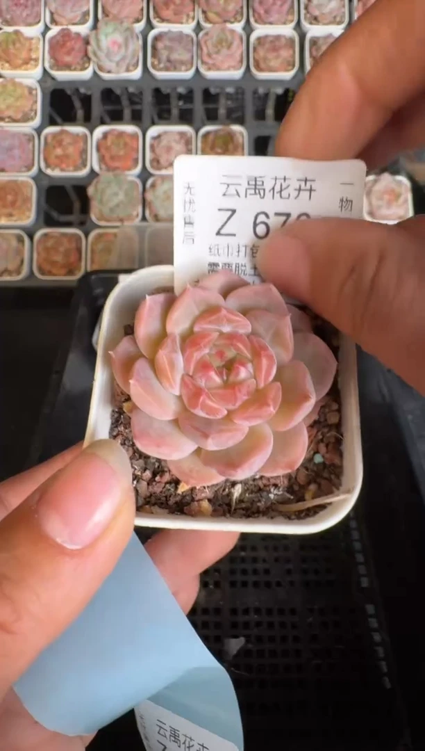 676Z 珍妮多肉(5.5cm杯）一物一拍 带盆土发