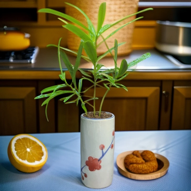 小叶罗汉松茶空间盆栽桌面好养植物盆景观叶绿植茶桌摆掌中宝盆景