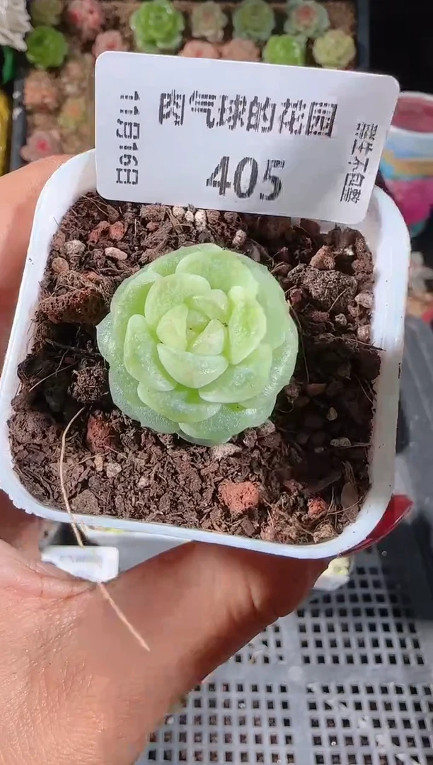 1116-405清欢群生不包整