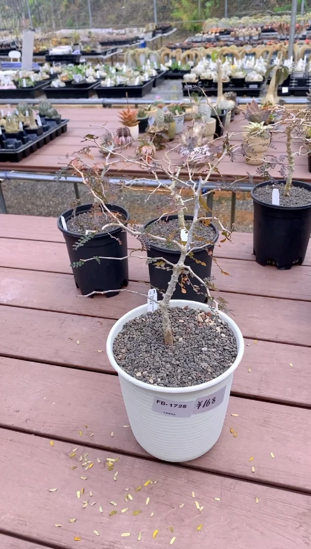 【闪购商品】象足漆树FB-1725