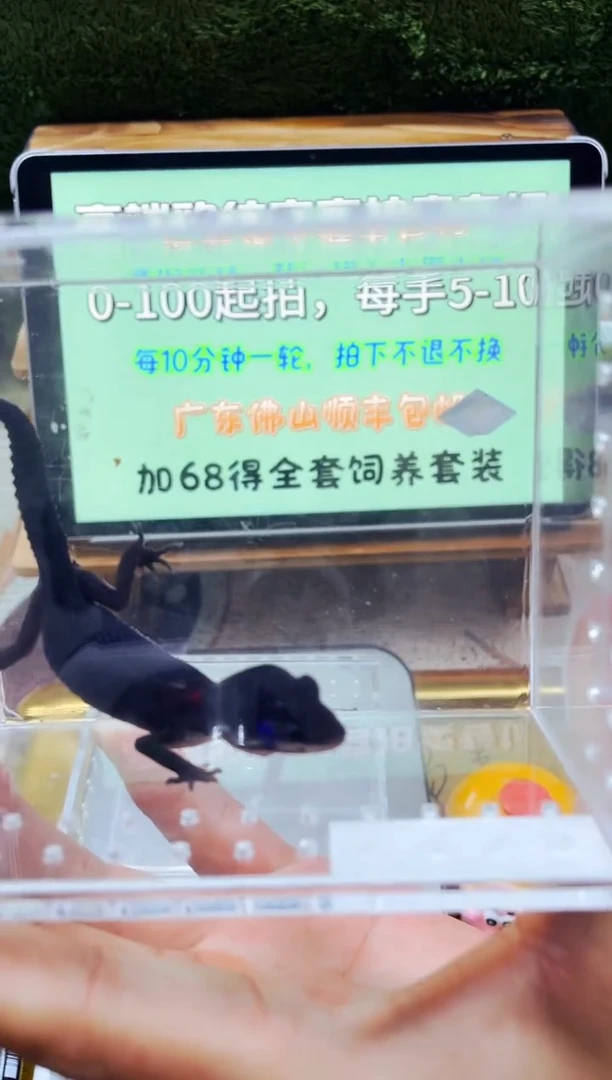 豹纹守宫全品豹纹守宫苗子成体