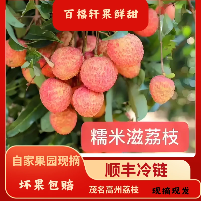 【顺丰空运包邮】糯米糍荔枝茂名高州老树荔枝新鲜采摘现发原产地