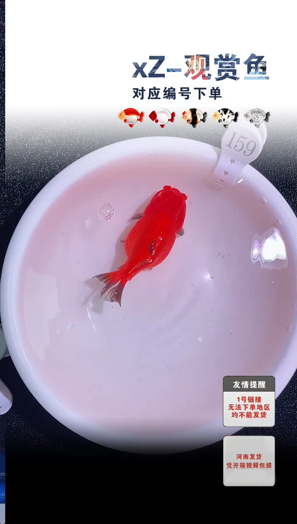 金鱼未拍包装顺丰到付159号