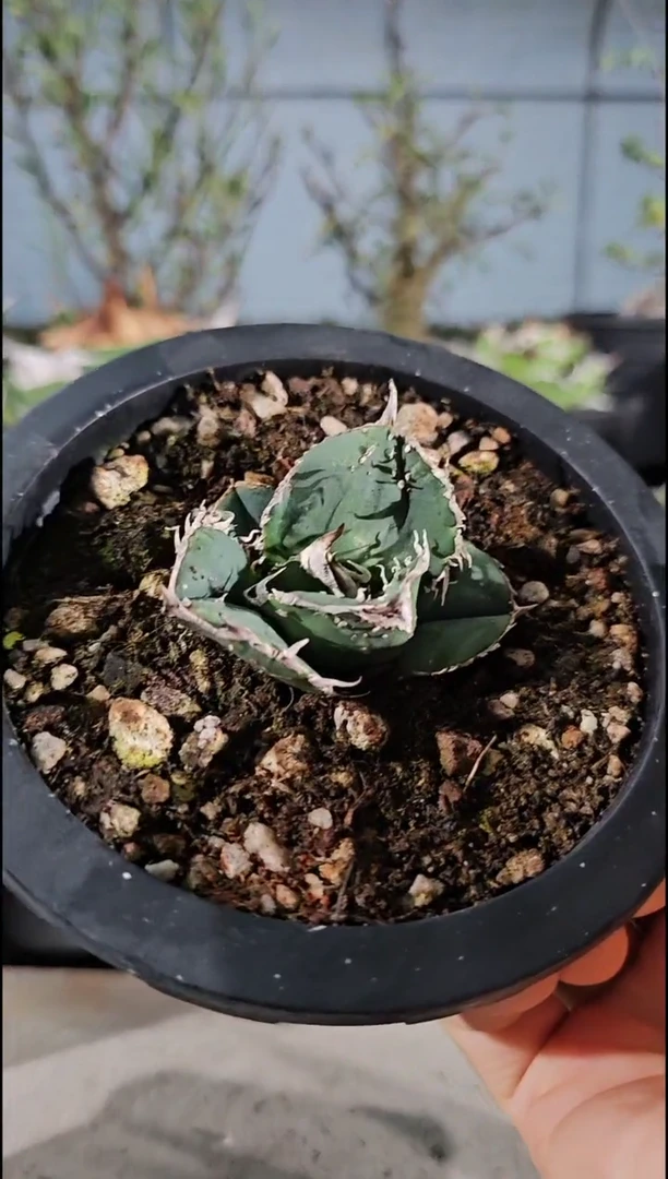 【双十二折后价】蚩尤 有根苗 (一物一拍 基因保证 非组培)