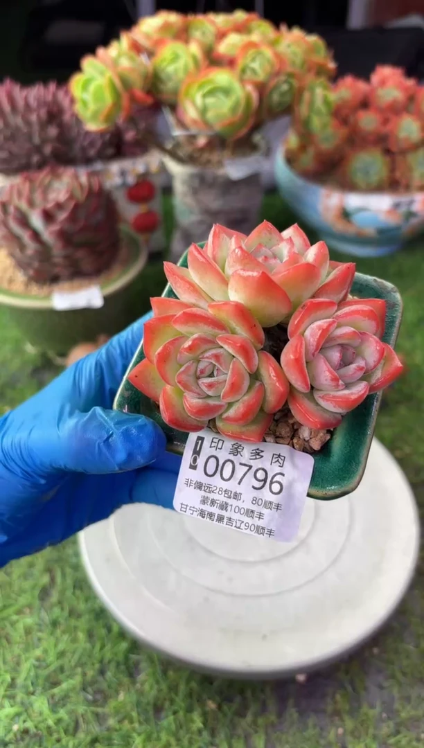 昆明印象多肉00796