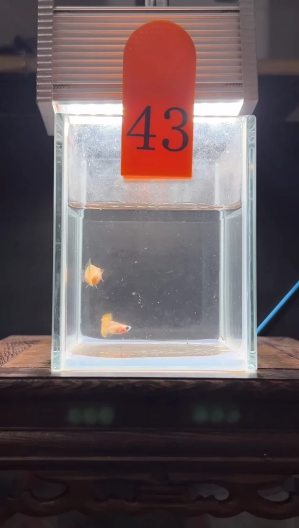 孔雀鱼幻彩玻璃猫短体编号43