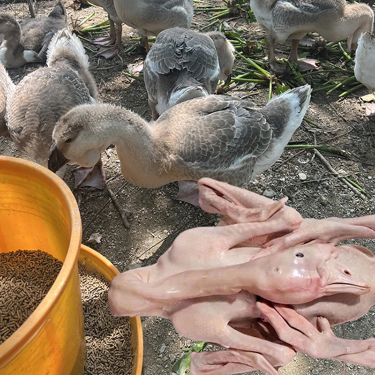 自家繁殖特大种狮头鹅挂脖