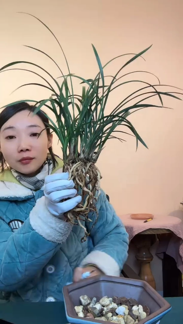 完全开放春兰老种宋梅8528