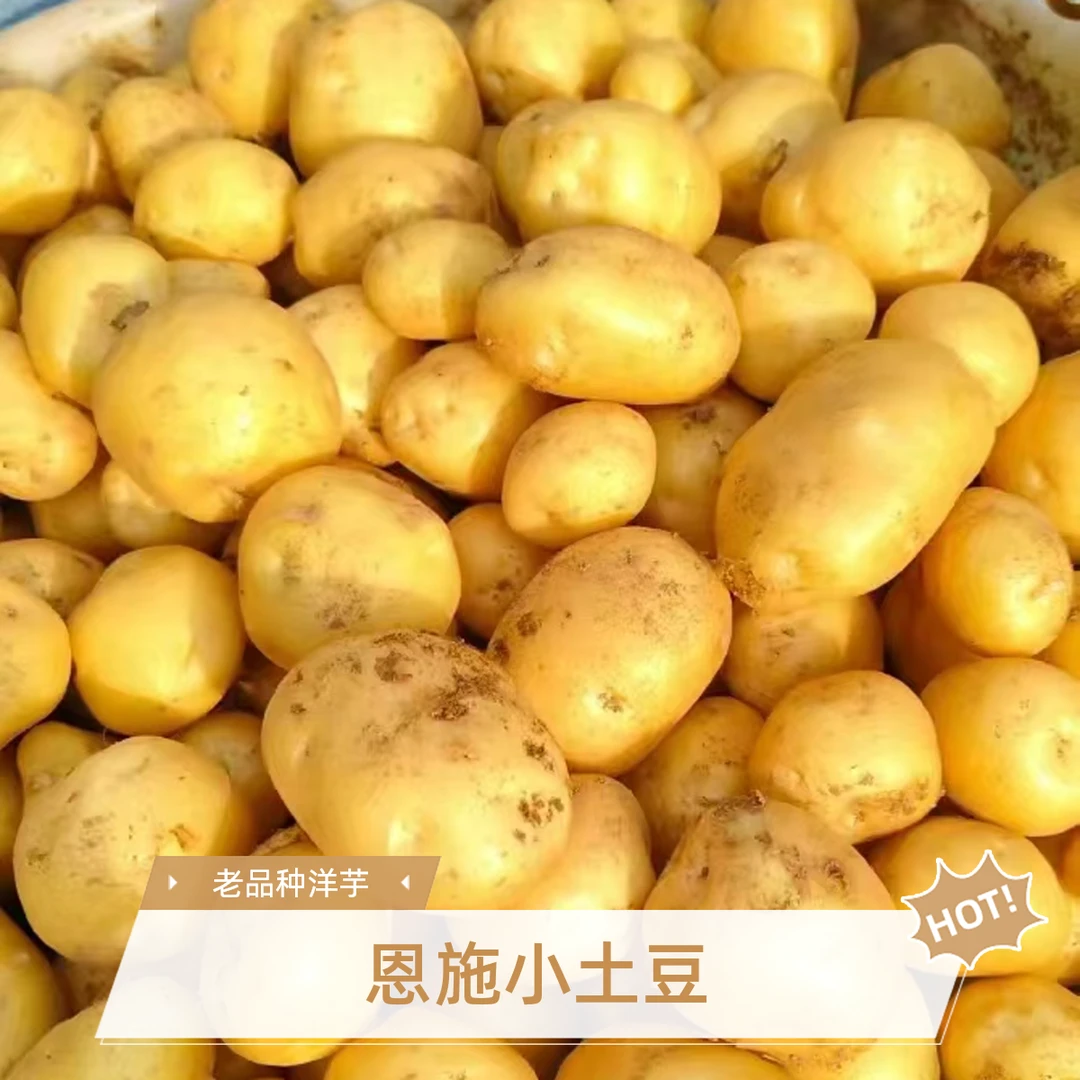 【恩施本地小土豆】老品种 洋芋