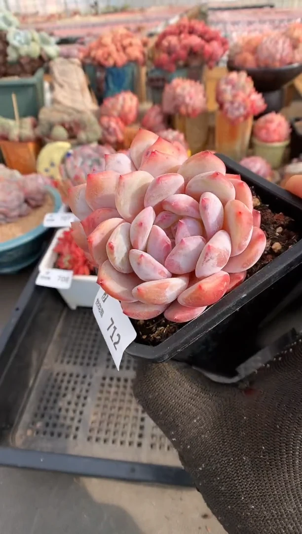 【闪购商品】712蒙克一物一拍