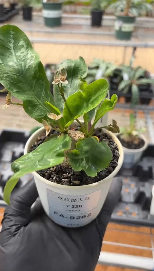 莫拉提大戟FA-9262