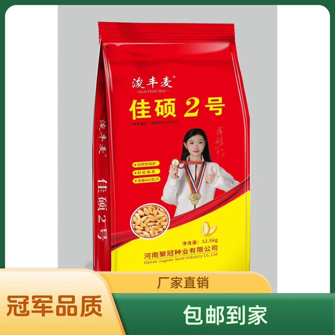 佳硕2号小麦新品种抗倒伏抗病角质粮品质好抗冻抗旱较好的小麦种