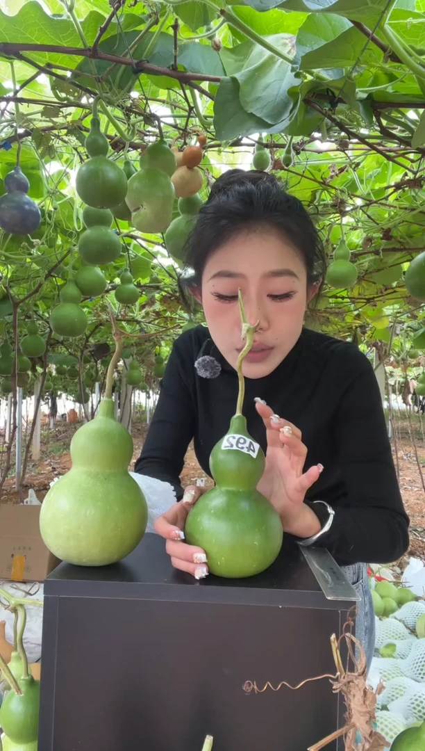 平****圆492天然葫芦摆件 一物一拍龙头不保售后
