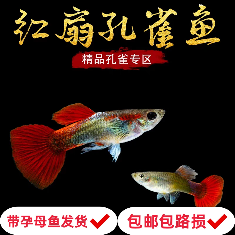 【巴西红扇】孔雀鱼到家直接生小鱼好养耐活观赏鱼热带鱼（灯光发色）