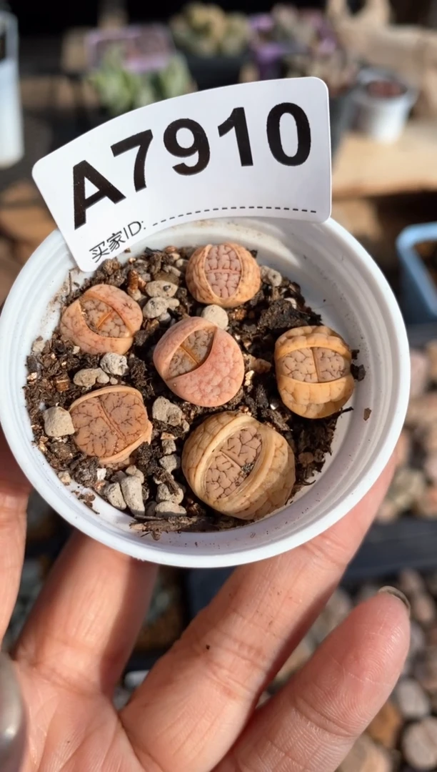 【闪购商品】7910直播一物一拍