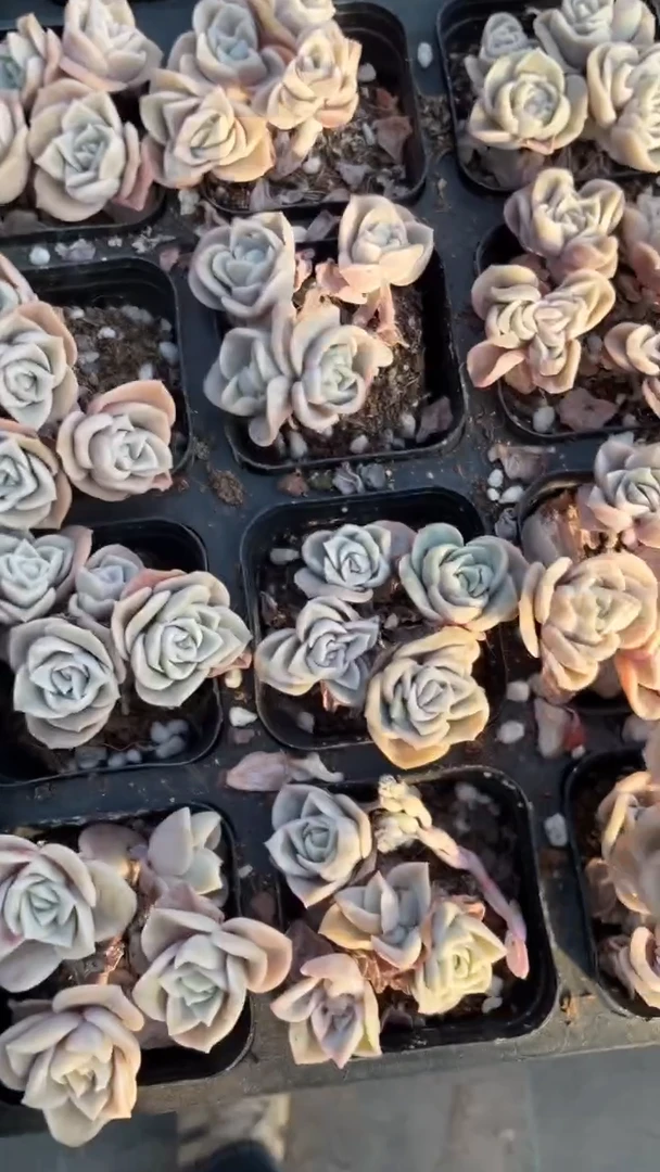 【闪购商品】可爱玫瑰