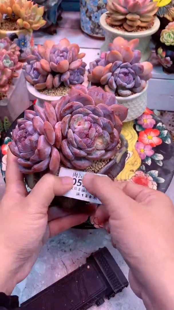 大****号0592 模特区 石榴籽