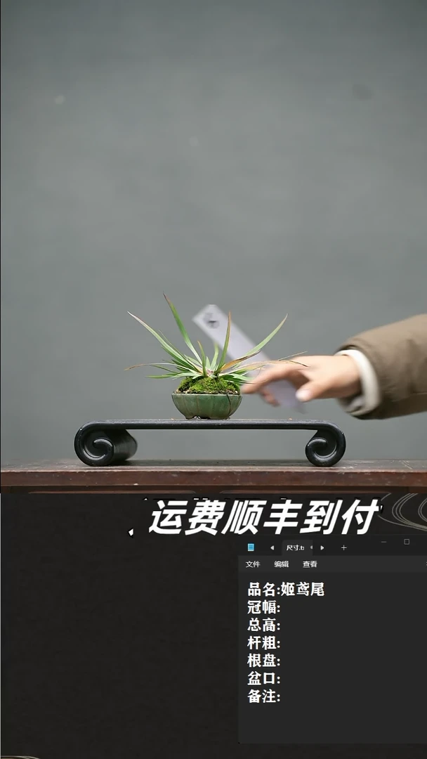 【闪购商品】6 姬鸢尾