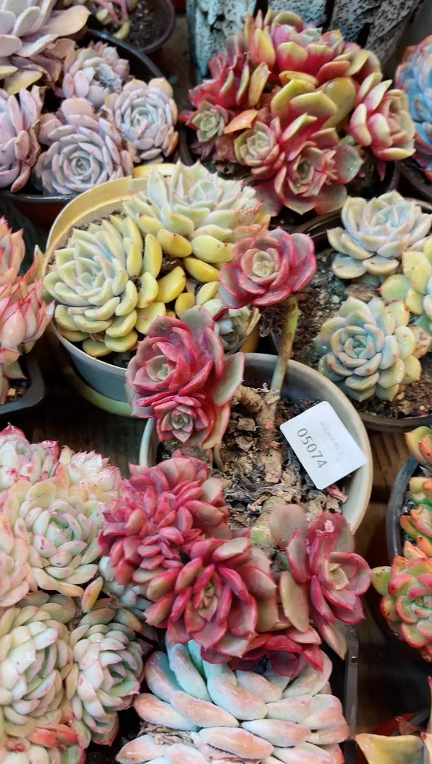 【闪购商品】05074