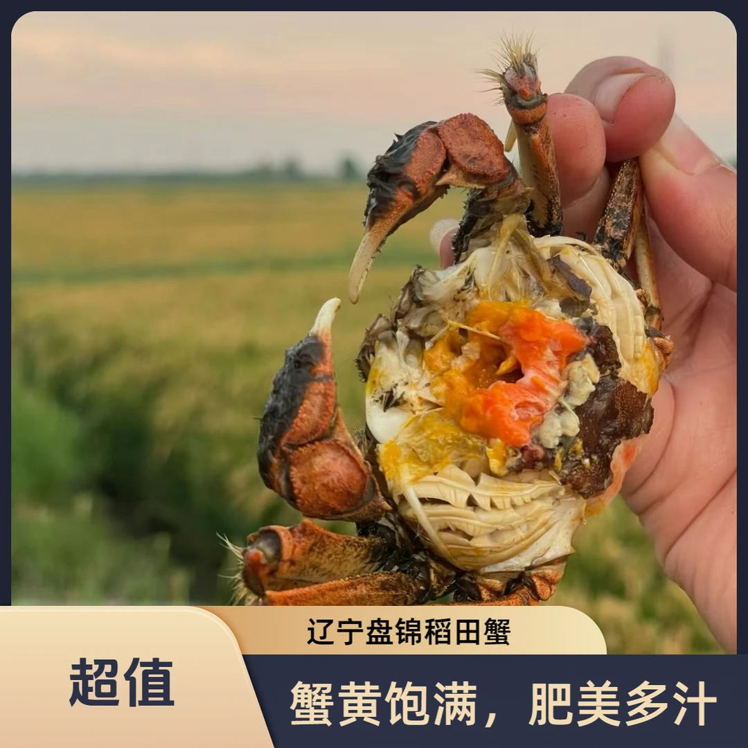 【宠粉】活蟹 盘锦河蟹 母蟹20只-25只 0.8-1两 1.8斤 全国冷链包邮