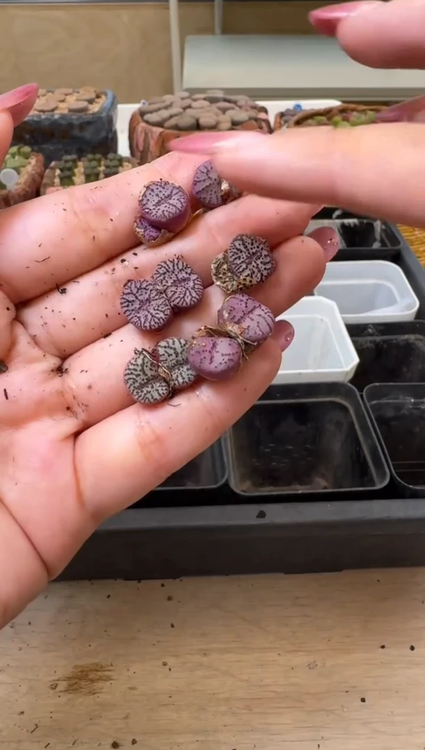 6-46多肉植物肉锥