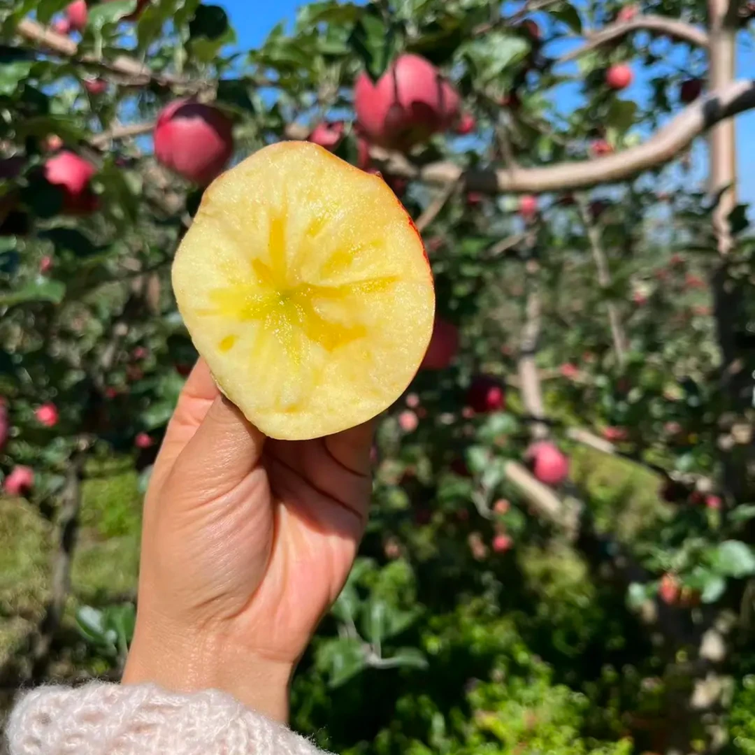 （强哥专属）盐源大凉山冰糖心红富士丑苹果新鲜脆甜多汁