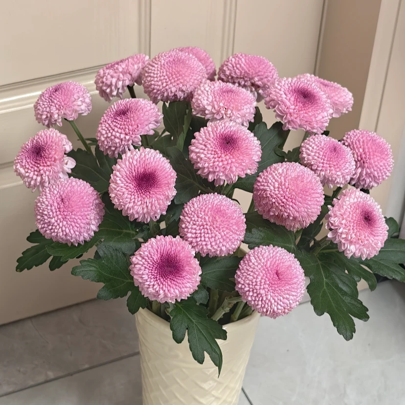 多头摩摩卡可爱粉多年生耐寒耐热阳台庭院盆栽