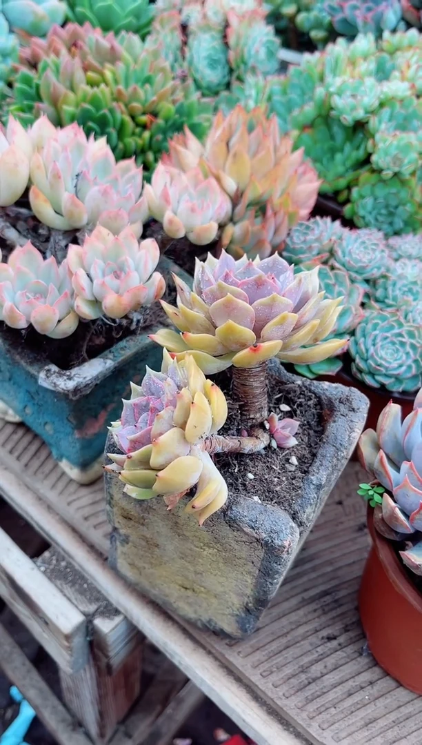 ^****^多肉植物一物一拍27119