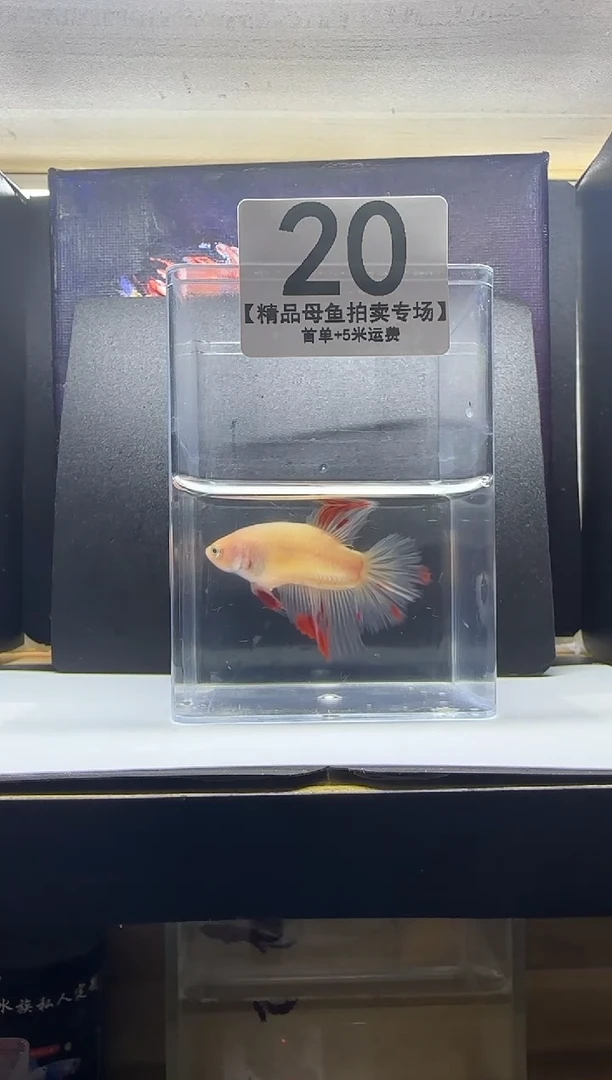 斗鱼精品母鱼编号20