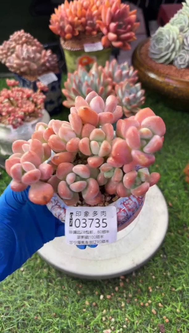 昆明印象多肉03735
