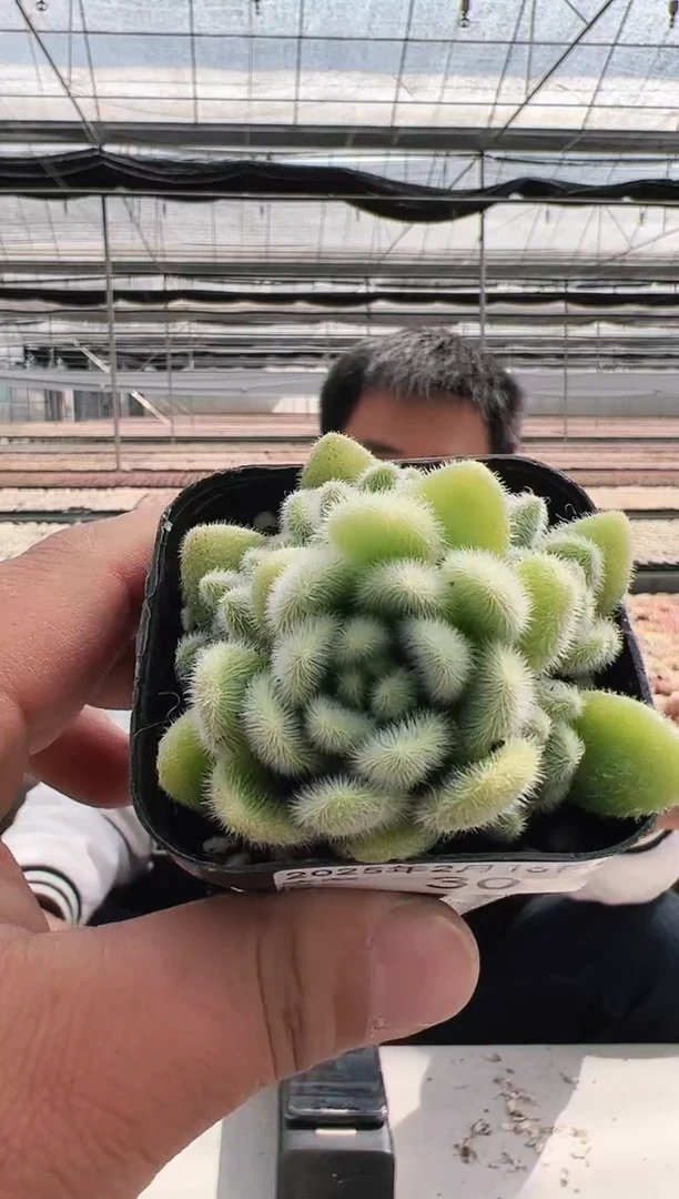 【闪购商品】信东尼-30