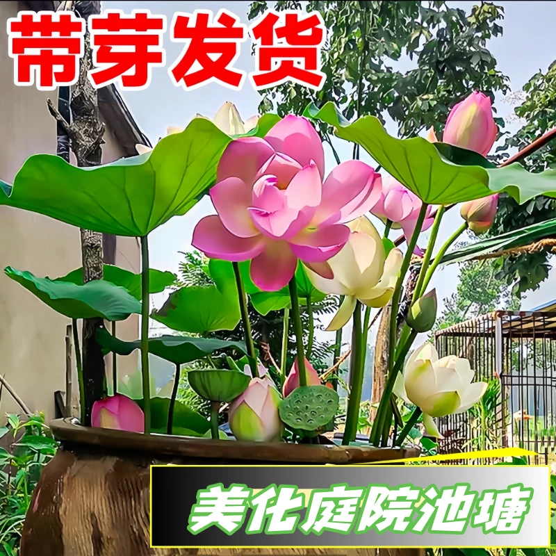 荷花苗盆栽水养莲藕种根苗食用观赏藕种藕苗莲花碗莲种藕水生植物