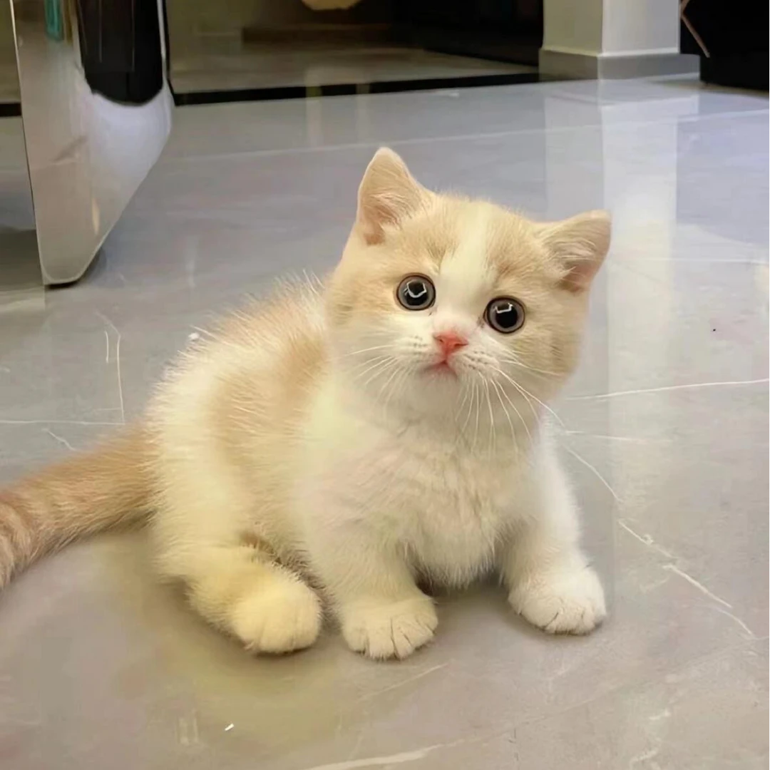 喵言喵语萌宠活体猫猫链接