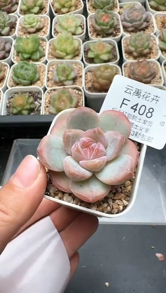 408F云禹多肉植物 默认脱土纸巾打包 3颗包邮