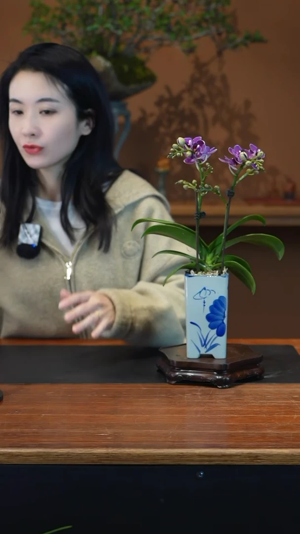 全部花朵蝴蝶兰盆景盆景盆景