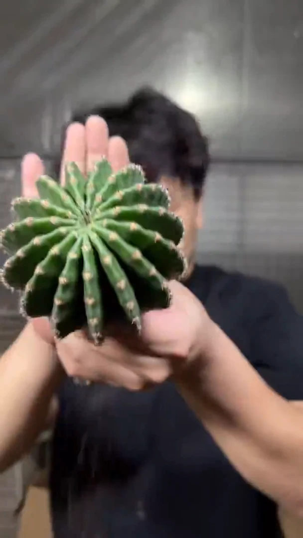 3颗 金刚彩草 6-8cm 实生根