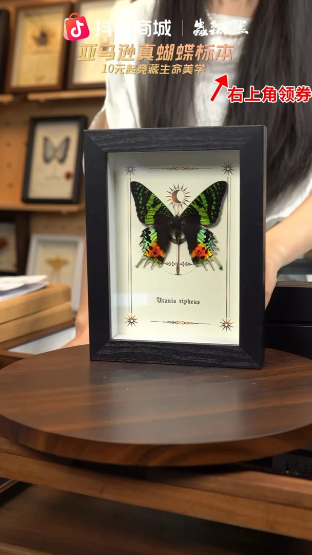 太阳蛾图腾款7寸竖框