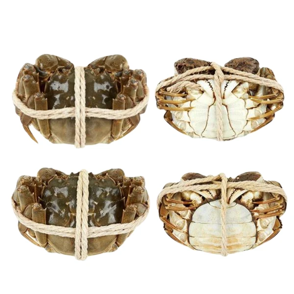 （活蟹）精品1.8两江苏大闸蟹母蟹养殖蟹 5只10只装 （蒸熟需备注）