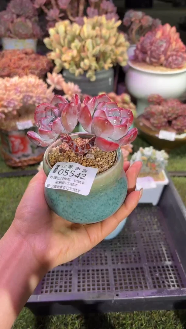 【闪购商品】05542脱土带盆
