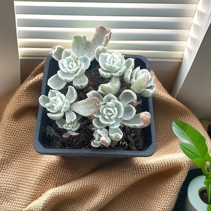 伯克利锦多肉多肉植物盆口11厘米带盆土发货办公室阳台庭院盆栽