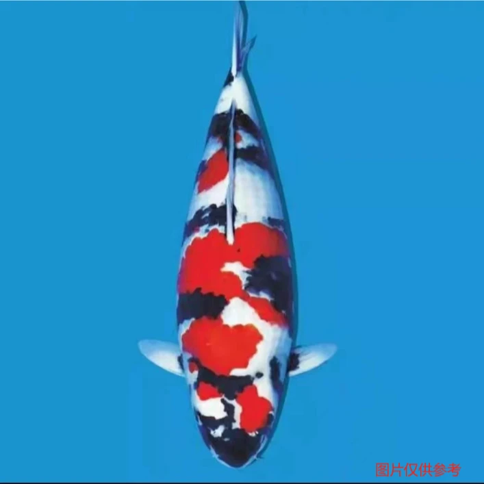 22-25CM甄选当岁血统锦鲤观赏鱼红白大正品种多多包邮包活